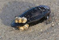 Attēlu rezultāti vaicājumam “Balanus improvisus”