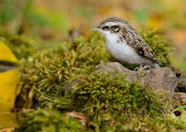 Attēlu rezultāti vaicājumam “Certhia familiaris adult”