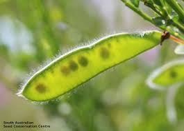 Attēlu rezultāti vaicājumam “Cytisus scoparius fruit”