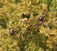 Attēlu rezultāti vaicājumam “Geocrypta galii”