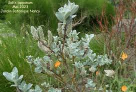 Attēlu rezultāti vaicājumam “Salix lapponum”