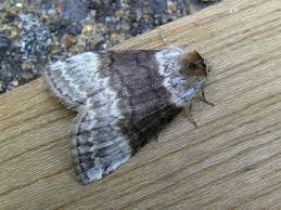 Attēlu rezultāti vaicājumam “Tetheella fluctuosa”