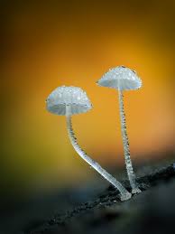 Attēlu rezultāti vaicājumam “Physarum leucopus stalked”