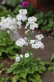 Image result for Primula malacoides