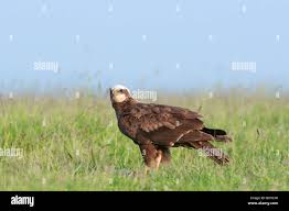 Attēlu rezultāti vaicājumam “Circus aeruginosus adult”