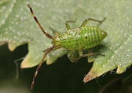 Attēlu rezultāti vaicājumam “Pantilius tunicatus”