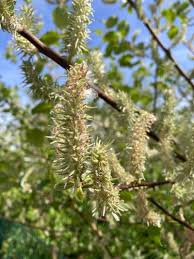Attēlu rezultāti vaicājumam “Salix aurita”