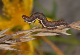 Attēlu rezultāti vaicājumam “Actinotia polyodon”