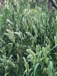 Attēlu rezultāti vaicājumam “Polypogon tentacularius”