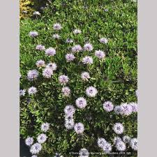 Attēlu rezultāti vaicājumam “Carex globularis flower”