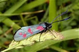 Attēlu rezultāti vaicājumam “Zygaena filipendulae exuvia”