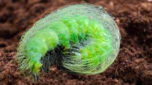 Attēlu rezultāti vaicājumam “Acronicta leporina”