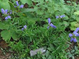 Attēlu rezultāti vaicājumam “Dracocephalum ruyschiana”