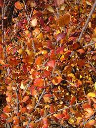 Attēlu rezultāti vaicājumam “Betula nana female flower”