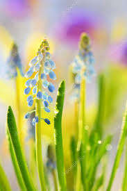 Attēlu rezultāti vaicājumam “Muscari neglectum flower”