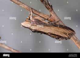 Attēlu rezultāti vaicājumam “Shargacucullia scrophulariae”