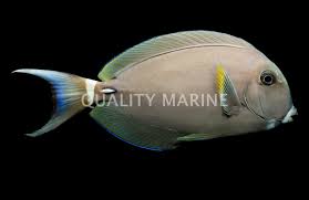 Image result for Acanthurus chirurgus