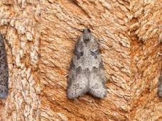 Attēlu rezultāti vaicājumam “Eana incanana”