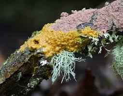 Attēlu rezultāti vaicājumam “Physarum bivalve spores”