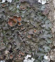 Attēlu rezultāti vaicājumam “Pleurosticta acetabulum”