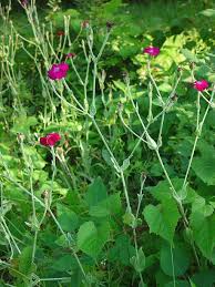 Image result for Lychnis coronaria