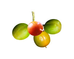 Attēlu rezultāti vaicājumam “Celastrus flagellaris”