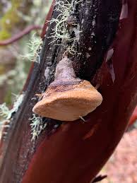 Attēlu rezultāti vaicājumam “Phellinus populicola”