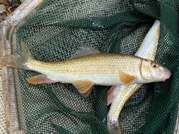 Image result for Moxostoma duquesnei