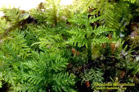 Attēlu rezultāti vaicājumam “Thuidium”