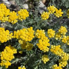 Image result for Helichrysum subulifolium