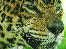 wallpaper animel jaguar