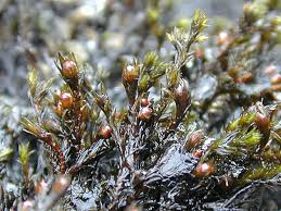 Attēlu rezultāti vaicājumam “Schistidium apocarpum macro”