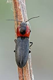 Attēlu rezultāti vaicājumam “Cardiophorus ruficollis”