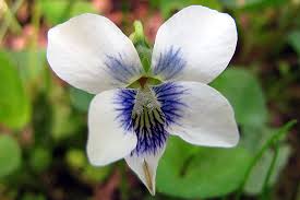 Attēlu rezultāti vaicājumam “Viola palustris”