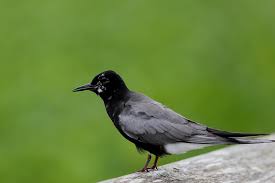 Attēlu rezultāti vaicājumam “Chlidonias niger”