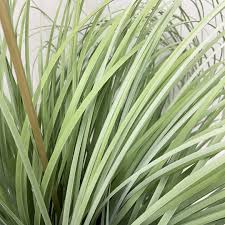 Attēlu rezultāti vaicājumam “Gramineae”