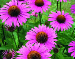 Image result for Rudbeckia Paradisio