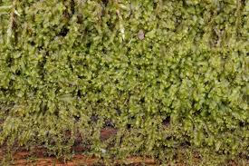 Attēlu rezultāti vaicājumam “Lophocolea minor”