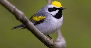 Image result for Vermivora chrysoptera