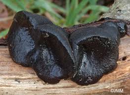 Attēlu rezultāti vaicājumam “Exidia truncata”