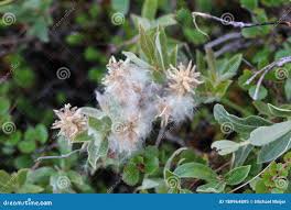 Attēlu rezultāti vaicājumam “Salix lapponum”