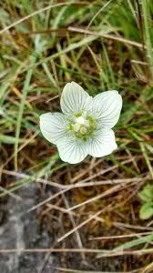 Attēlu rezultāti vaicājumam “Parnassiaceae”
