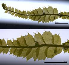 Attēlu rezultāti vaicājumam “Plagiochila”
