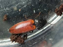 Attēlu rezultāti vaicājumam “Ampedus pomorum”