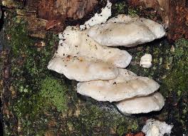 Attēlu rezultāti vaicājumam “Postia tephroleucus”