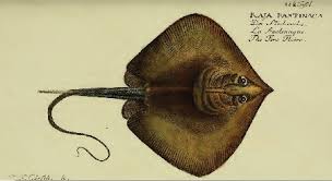 Image result for Dasyatis pastinaca