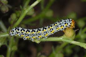 Attēlu rezultāti vaicājumam “Cucullia lucifuga larva”