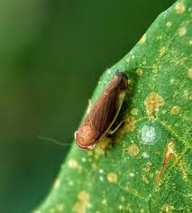 Attēlu rezultāti vaicājumam “Cicadellidae”
