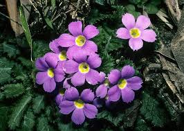 Attēlu rezultāti vaicājumam “Primulaceae”