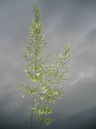 Attēlu rezultāti vaicājumam “Trisetum flavescens flower”